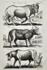 Jan Jonston (1603–1675) – Study of a Bison and Indian Cattle – Engraving (1657)