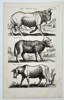 Jan Jonston (1603–1675) – Study of a Bison and Indian Cattle – Engraving (1657)