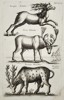 Jan Jonston (1603–1675) – Study of Reindeer and Antlered Ungulates – Engraving (1657)