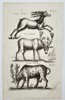 Jan Jonston (1603–1675) – Study of Reindeer and Antlered Ungulates – Engraving (1657)