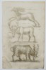 Jan Jonston (1603–1675) – Study of Reindeer and Antlered Ungulates – Engraving (1657)