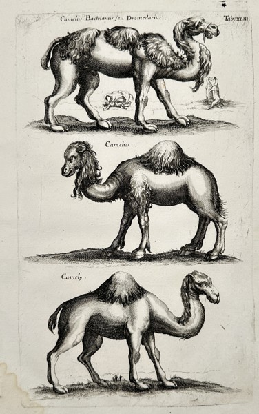Jan Jonston (1603–1675) – Study of Dromedaries and Bactrian Camels – Engraving (1657)