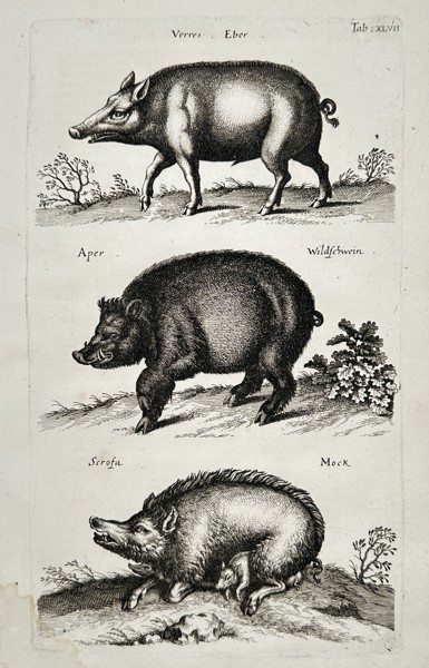 Jan Jonston (1603–1675) – Study of Boars and Wild Swine – Engraving (1657)