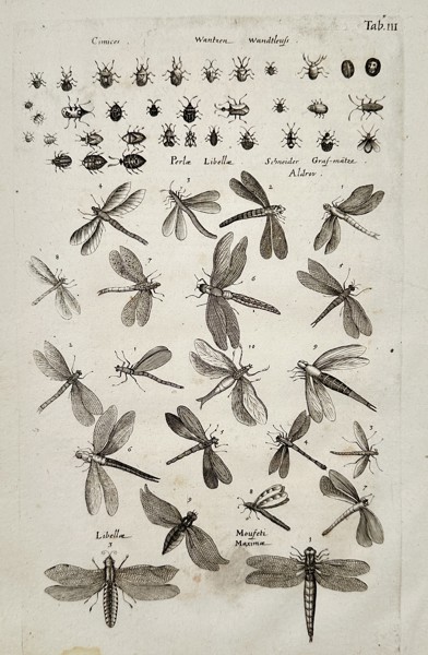 Jan Jonston (1603–1675) – Entomological Study of Bedbugs and Dragonflies – Engraving (1657)