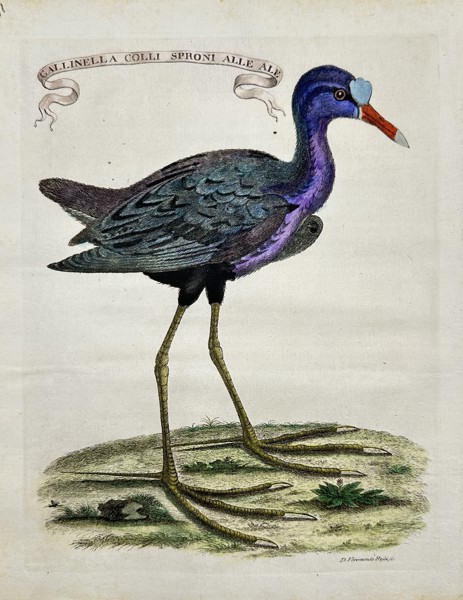 D. Veremondo Rossi (XVIII) & Marco Coltellini - Spur-ringed Water Hen, Ornithology - "American Gazetter"