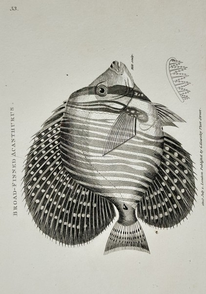 George Shaw (1751-1813) – Broad-finned Acanthurus – Engraving (1803)