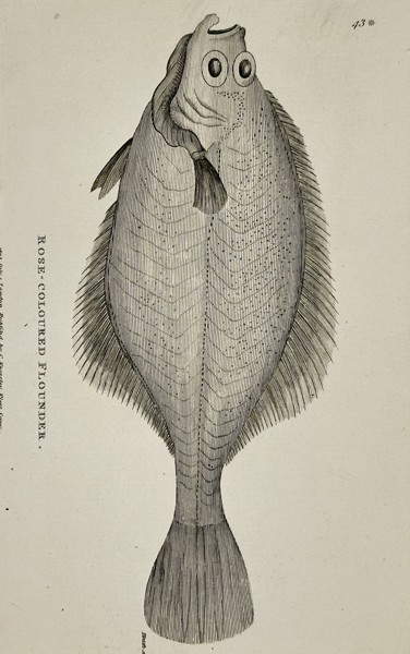 George Shaw (1751-1813) – Rose-coloured Flounder – Engraving (1803)