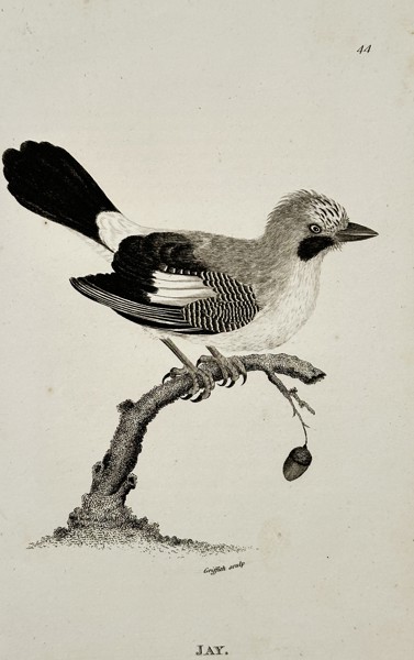 George Shaw (1751-1813) – Jay – Engraving (1803)