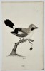 George Shaw (1751-1813) – Jay – Engraving (1803)