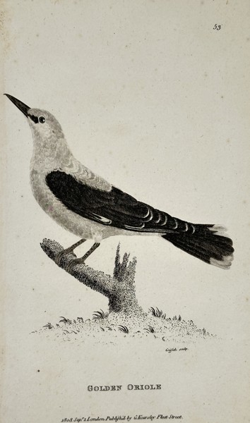 George Shaw (1751-1813) – Golden Oriole – Engraving (1808)