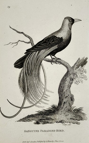 George Shaw (1751-1813) – Sanguine Paradise-Bird – Engraving (1808)