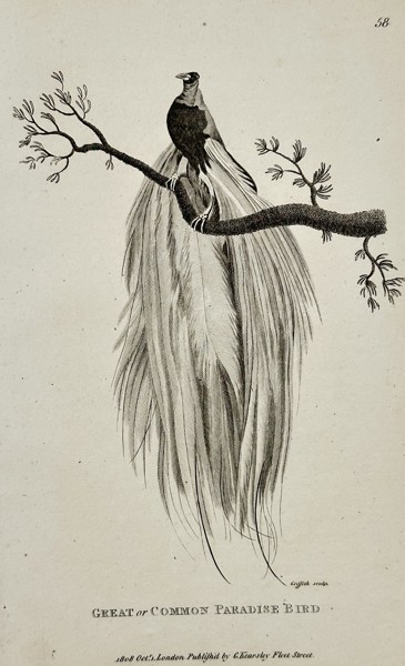 George Shaw (1751-1813) – Great or Common Paradise Bird – Engraving (1808)