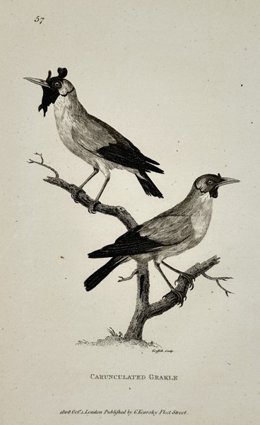 George Shaw (1751-1813) – Carunculated Grakle – Engraving (1808)