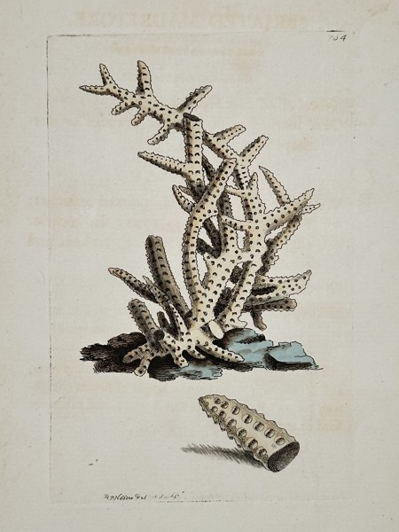 Frederick Polydore Nodder (active 1770–1800) – Study of branching coral – Engraving (1795)