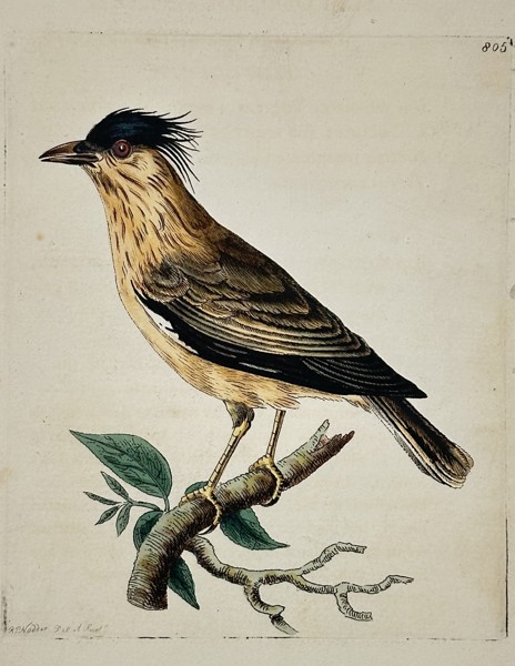 Frederick Polydore Nodder (active 1770–1800) – Study of a crested bird – Engraving (1801)