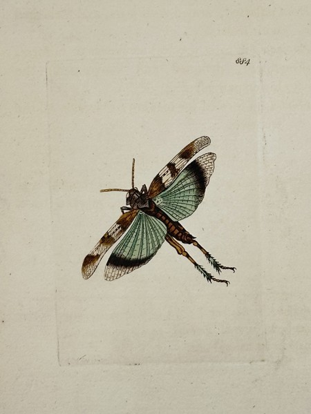 Frederick Polydore Nodder (active 1770–1800) – Study of a Gryllus grasshopper – Engraving (1803)