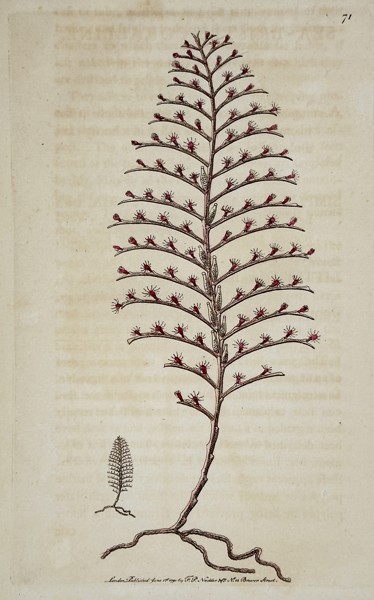 Frederick Polydore Nodder (active 1770–1800) – Study of Gorgonia flabellum coral – Engraving (1791)