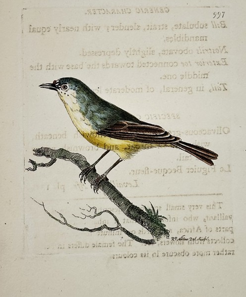 Frederick Polydore Nodder (active 1770–1800) – Study of a minute warbler – Engraving (1803)