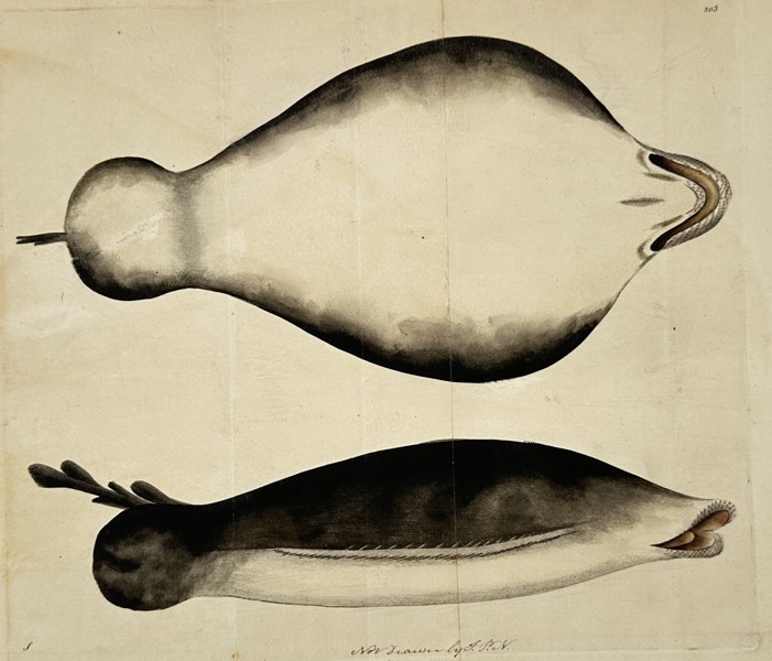 Frederick Polydore Nodder (active 1770–1800) – Anatomical study of a molluscan specimen – Engraving (1795)