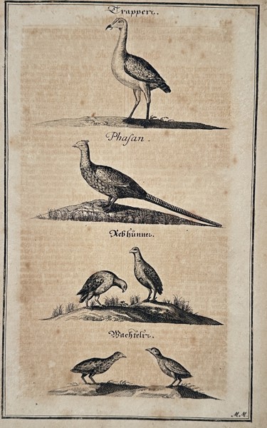 Johann Friedrich von Flemming (1670–1733) – Ornithological studies of game birds – Woodcut (1719)