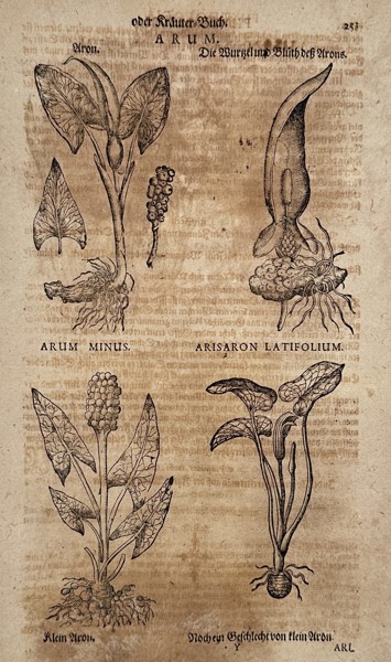 Johann Friedrich von Flemming (1670–1733) – Botanical studies of Arum and Arisaron – Woodcut (1719)