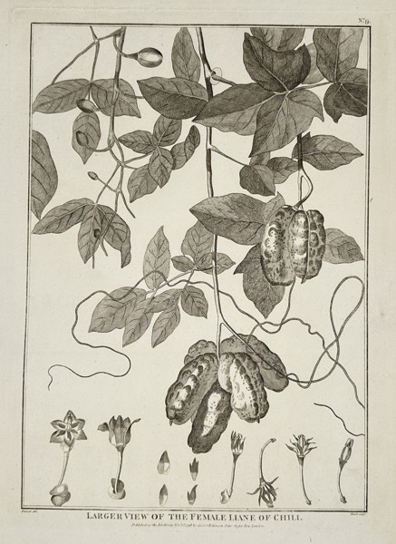 Guillaume Prévost (active 18th century) – Larger View of the Female Liane of Chili – engraving (1798)