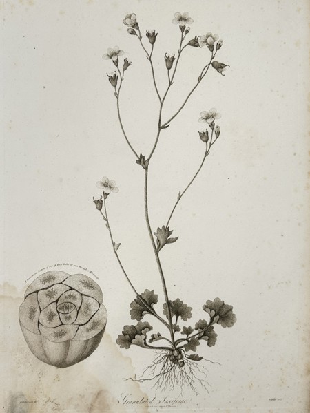 Robert John Thornton (1768-1837) – Granulated Saxifrage – engraving (1811)