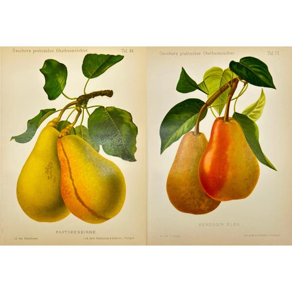 Nicolas Gaucher - Johann Georg Keller - Set of 2 Fruit Print - Pears