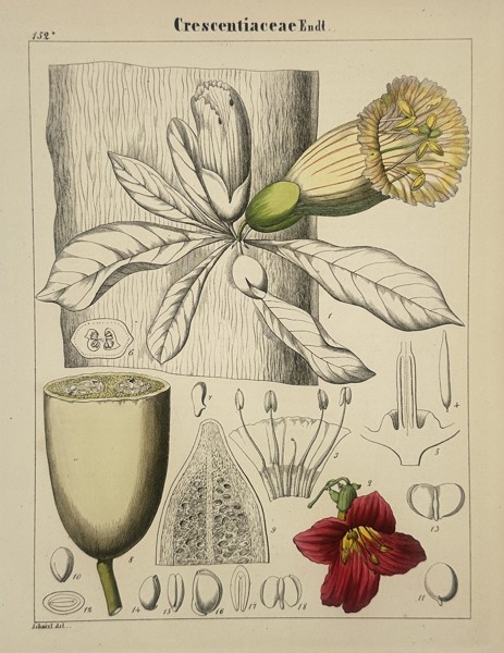 Adalbert Schnizlein (1814-1868) – Crescentiaceae – lithograph (Hand-coloured) (1843)