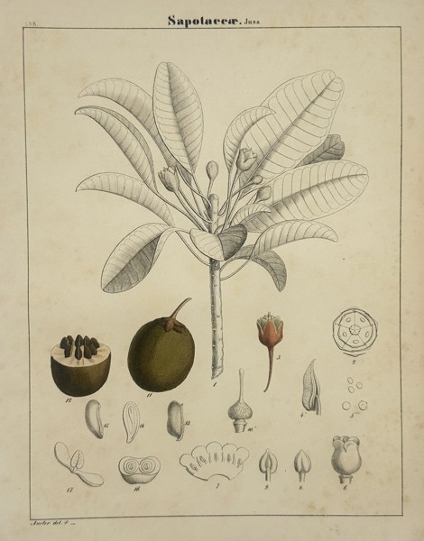 Adalbert Schnizlein (1814-1868) – Sapotaceae – lithograph (Hand-coloured) (1843)