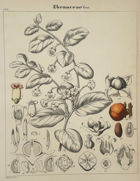 Adalbert Schnizlein (1814-1868) – Ebenaceae – lithograph (Hand-coloured) (1843)