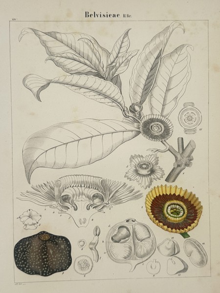 Adalbert Schnizlein (1814-1868) – Belvisieae – lithograph (Hand-coloured) (1843)