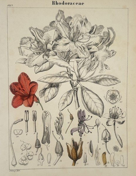 Adalbert Schnizlein (1814-1868) – Rhodoraceae – lithograph (Hand-coloured) (1843)
