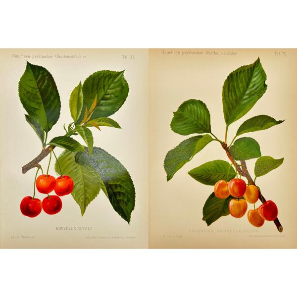 Nicolas Gaucher - Johann Georg Keller - Set of 2 Fruit Print - Cherry