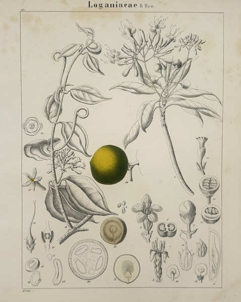 Adalbert Schnizlein (1814-1868) – Loganiaceae – lithograph (Hand-coloured) (1843)
