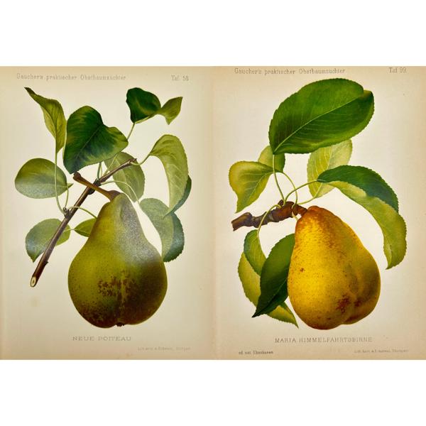 Nicolas Gaucher - Johann Georg Keller - Set of 2 Fruit Print - Pears