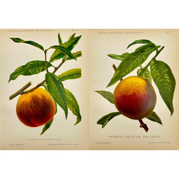 Nicolas Gaucher - Johann Georg Keller - Set of 2 Fruit Print - Peach