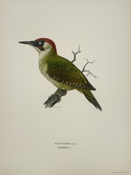 Magnus von Wright (1805–1867) – Green Woodpecker – Lithograph (1920s)