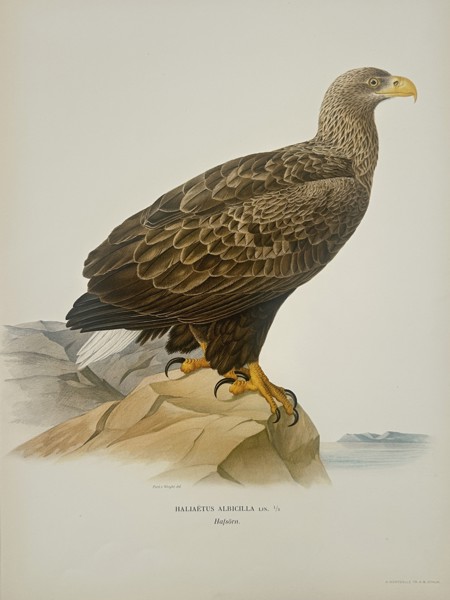 Magnus von Wright (1805–1867) – White-tailed Eagle – Lithograph (1920s)