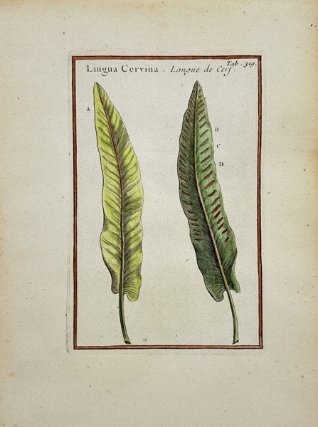 Joseph Pitton de Tournefort after Claude Aubriet - Hand-coloured Engraving - Deer Tongue - Lobelia - Lobelia inflata