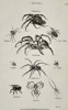 George Shaw (1751–1813) – Aranea – engraving (1806)