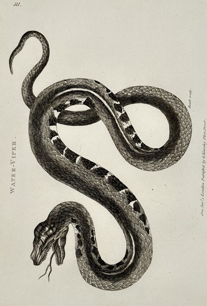 George Shaw (1751–1813) – Water Viper – engraving (1802)