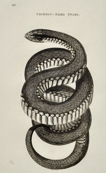 George Shaw (1751–1813) – Crimson-Sided Snake – engraving (1802)
