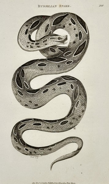 George Shaw (1751–1813) – Russelian Snake – engraving (1802)