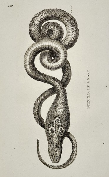 George Shaw (1751–1813) – Spectacle Snake – engraving (1802)