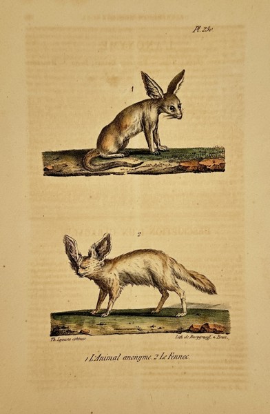 Georges-Louis Leclerc, Comte de Buffon (1707–1788) – Long-eared Fox and Fennec – lithograph (Hand-coloured) (1833–1836)