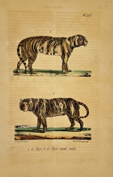 Georges-Louis Leclerc, Comte de Buffon (1707–1788) – Tiger and Royal Tiger – lithograph (Hand-coloured) (1833–1836)