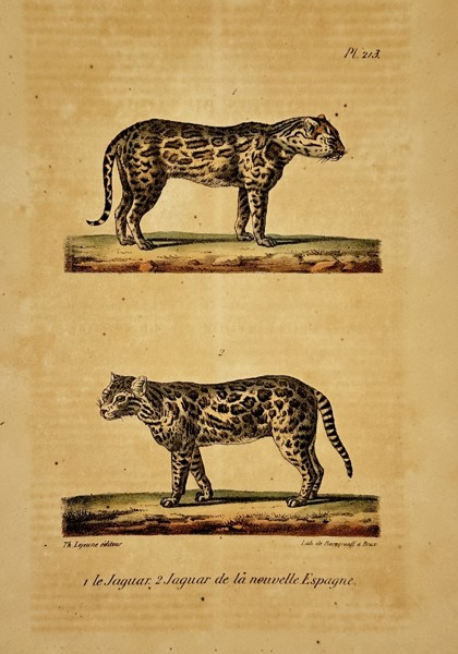 Georges-Louis Leclerc, Comte de Buffon (1707–1788) – Jaguar and Jaguar of New Spain – lithograph (Hand-coloured) (1833–1836)