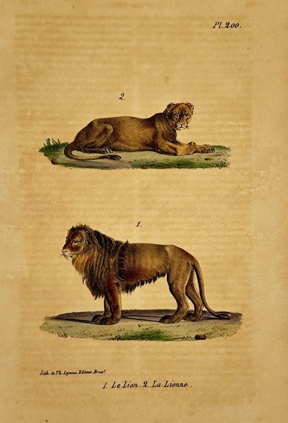 Georges-Louis Leclerc, Comte de Buffon (1707–1788) – Lion and Lioness – lithograph (Hand-coloured) (1833–1836)