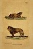 Georges-Louis Leclerc, Comte de Buffon (1707–1788) – Lion and Lioness – lithograph (Hand-coloured) (1833–1836)